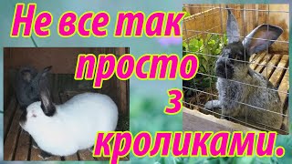 Що краще порода чи мікс? Взагалі, чи є чиста порода? Ось в чому питання .