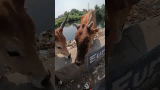 Jai gau mata ❤️🙏 #jaishreeram #gaumata #cow