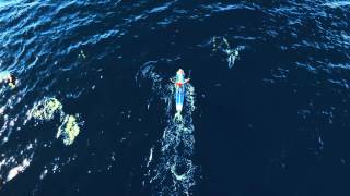 Stand Up Paddling with Dolphins on Maui: Zane Schweitzer