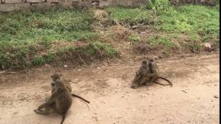 More Baboons!