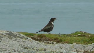 Ring ouzel, Isles of Scilly