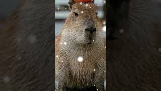 капибара #тихий55 #capybara #рекоминдации #animation #капибара