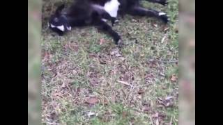 CUTE GOAT FALLS OFF SWING