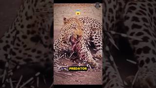 Leopard vs Porcupine: Who Wins?