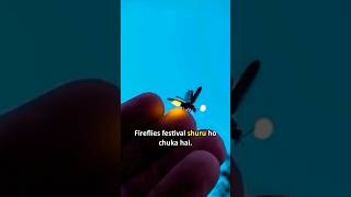 Bhandardara Fireflies festival💫⭐ 📞-7875744925 #bhandardara #camping #fireflies #maharashtra #travel