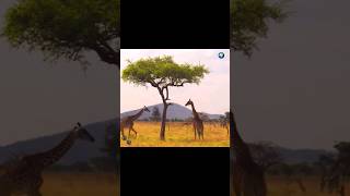 GIRAFFE | Funny Giraffe Sound Wild Animals #shorts #wildlife #wildanimals