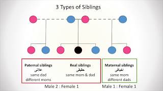 Lesson 3: Definitions & Male-Female Ratio - Practical Guide to Islamic Laws of Inheritance