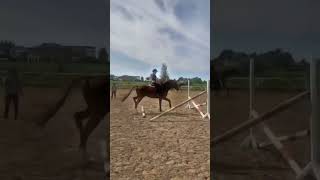 #лошади #horse #конныйспорт #конкур #эдит #хочуврек