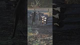 Kangaroos fight