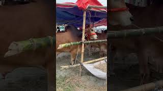 Most beautiful cow in Dhaka #estranhousinggorurhaat#2024collection #jomjomat #goru#biggestshahiwal