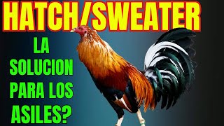 SWEATER/HATCH...  POR QUE DEBERIAS HACER ESTA CRUZA???