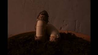 stinkhorn3