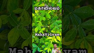 சிவபெருமானுக்கு உகந்த மகாவில்வம் செடி 🌿🌿 Mahavilvam plant 13 leaves #mahavilvam #மகாவில்வம்