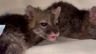 The Baby Foxes Are Angry After Their Bath