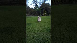 Love the floppy ears 😍🐾 #shorts #australianshepherd #dog