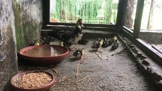 The Life Of An Mother Duck And Her Cute Ducklings.#viral #birds #subscribe #muscovyduck #viralvideos