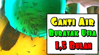 GANTI AIR BURAYAK RED KOI GALAXY X LINE AVATAR