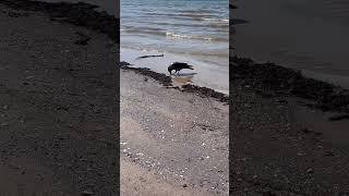 The Baltic Sea: 🐦‍⬛Crow on 🏖️ Beach