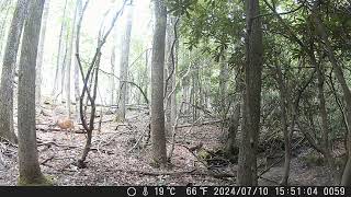 Doe & Fawn Va.National Forest