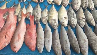 HASIL TRIP MANCING 5-7 AGUSTUS 2022, SPOT GOSONG PASIR - LAMPUNG