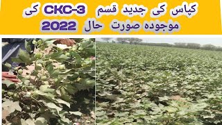 Cotton New Variety #CKC3 |Pink Resistant|Glyphosit Free variety|  ShahidAgrarian