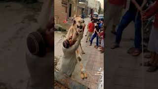 angry camel Qurbani #animal