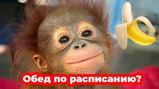 Обед по расписанию