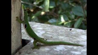 Geckoes and skinks, Madagascar