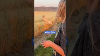 Dog with zoomies takes flight into barley field 😂