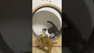 Best Amazon Cat Treadmill