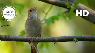 very beautiful bird sounds - Nightingale bird singing