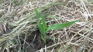 【自然農】2023年5月2日 山の畑のイノシシ被害と大根・赤ソラマメ交雑【natural farming】