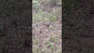 Doe comes in for evening snack before bed #crossbow #deerhunting