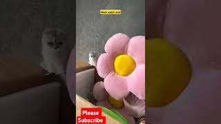 Thank u #cat #pets #cute #funny #flowers #catvideos #viralvideo #petlovers #asmr #shorts #viralshort