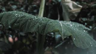 Calm rain ambient sounds