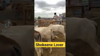 #cowmandi #cattlemarket #bakraeid #cattles #karachicattlecollection #viral #bigbulls #multanmandi