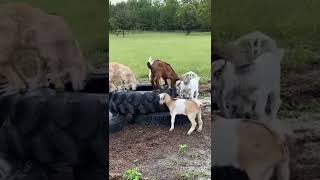 Must.jump. Baby goats!