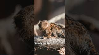 Pigmy marmoset (monyet terkecil di dunia)