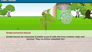 Plant Tissues