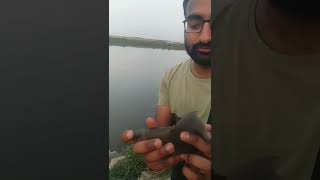 Rahu fish Release😱چھوٹی مچھلی کو چھوڑ دینا چاہیے🐟🐟river village fishing #fishing #hook #shorts#