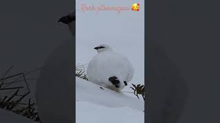 Rock ptarmigan in snow / Lagopède dans la neige #wildlife #nature #suisse #ptarmigan #lagopède