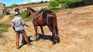 PRIMEIRO DIA DOMANDO O MEU CAVALO DE RAÇA !😍