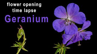 Meadow Geranium / crane's-bill flower opening - time lapse [4K]