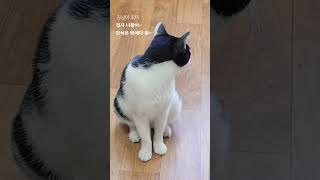 집사~ 나 왔어~ 간식 가지고 밖으로 나와~   #cat #고양이 #funny #간식