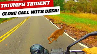 Autumn Ride & Close Call With A Deer! | TRIUMPH TRIDENT 660