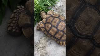 Kiku kura kura sulcata asal indonesia part 38 #shorts #animals