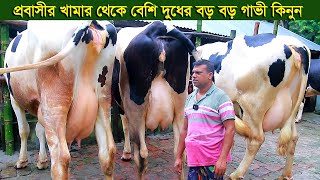 প্রবাসীর খামার থেকে বেশি দুধের বড় বড় গাভী নিতে পারেন dairy farm