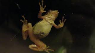 Frog on my glass door