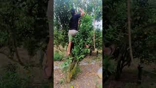 Orange harvest 🌺👍😀kintamani bali