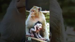 Cute baby monkey Jazzy stuck in hand auntie Duchess so scare